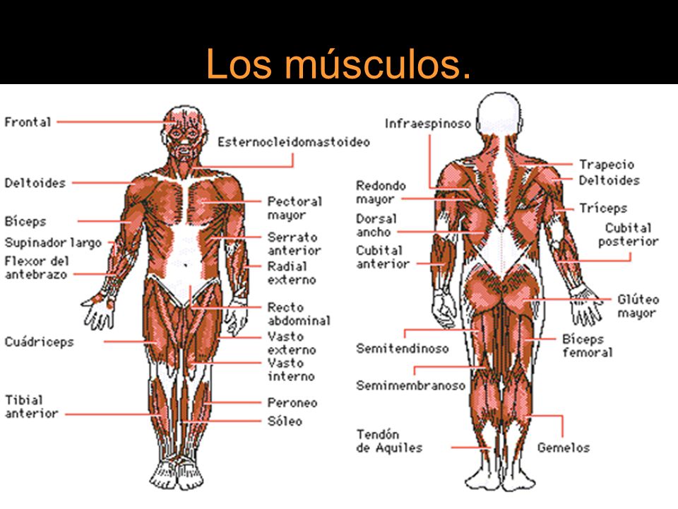 Los músculos.