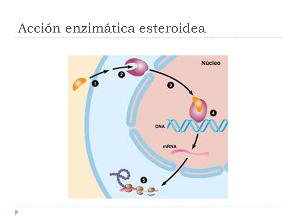 Acción enzimática esteroidea