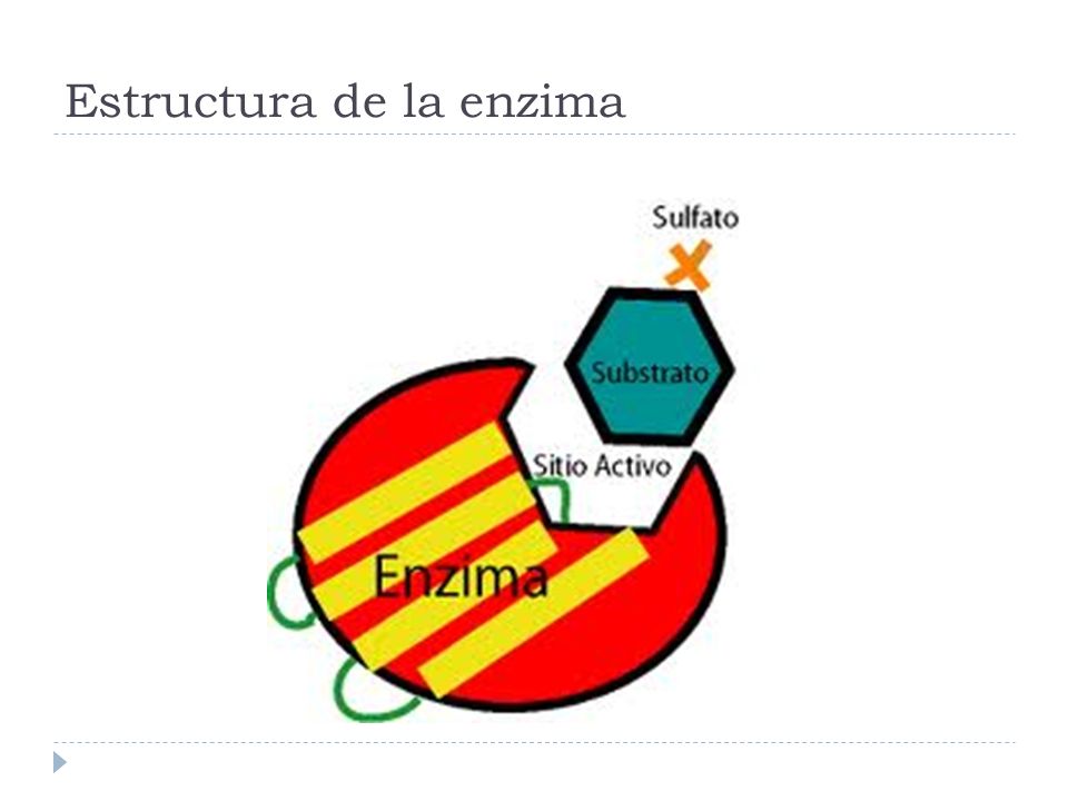 Estructura de la enzima