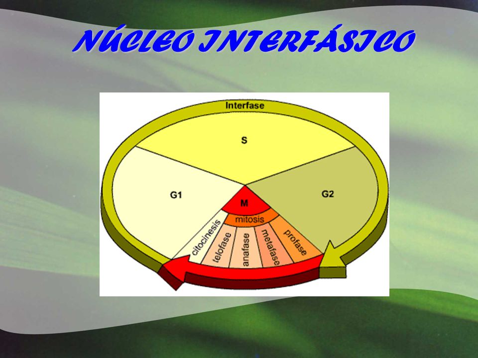 NÚCLEO INTERFÁSICO