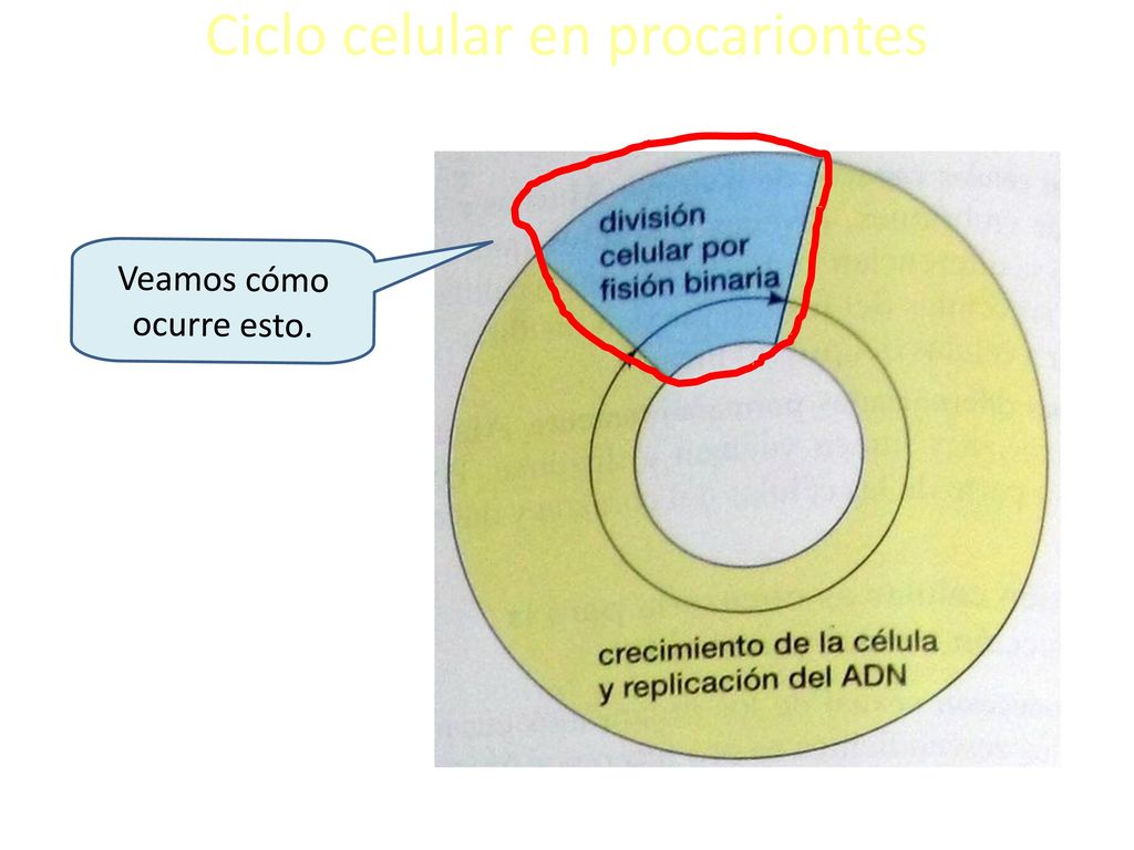 Ciclo celular en procariontes