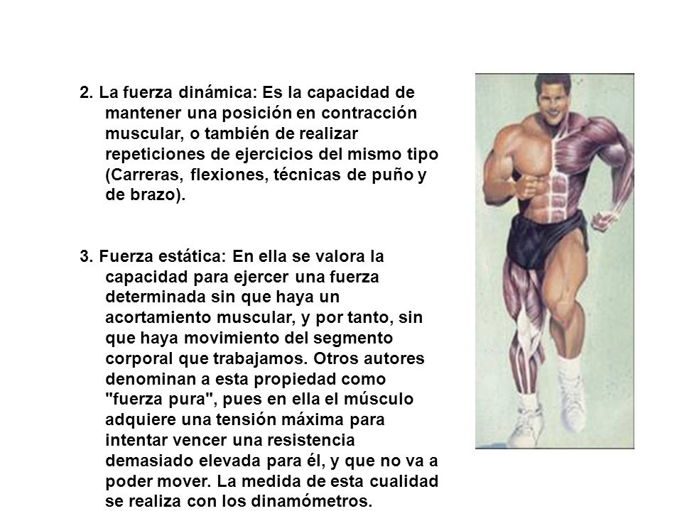 2. La fuerza dinámica: Es la capacidad de mantener una posición en contracción muscular, o también de realizar repeticiones de ejercicios del mismo tipo (Carreras, flexiones, técnicas de puño y de brazo).