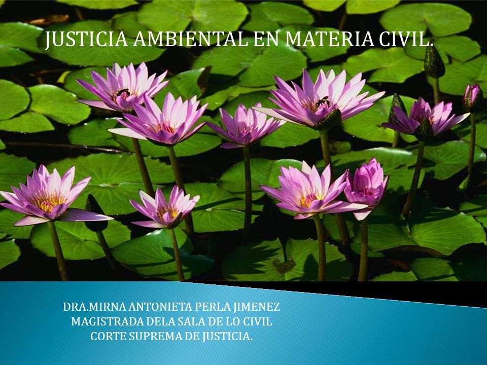 JUSTICIA AMBIENTAL EN MATERIA CIVIL.