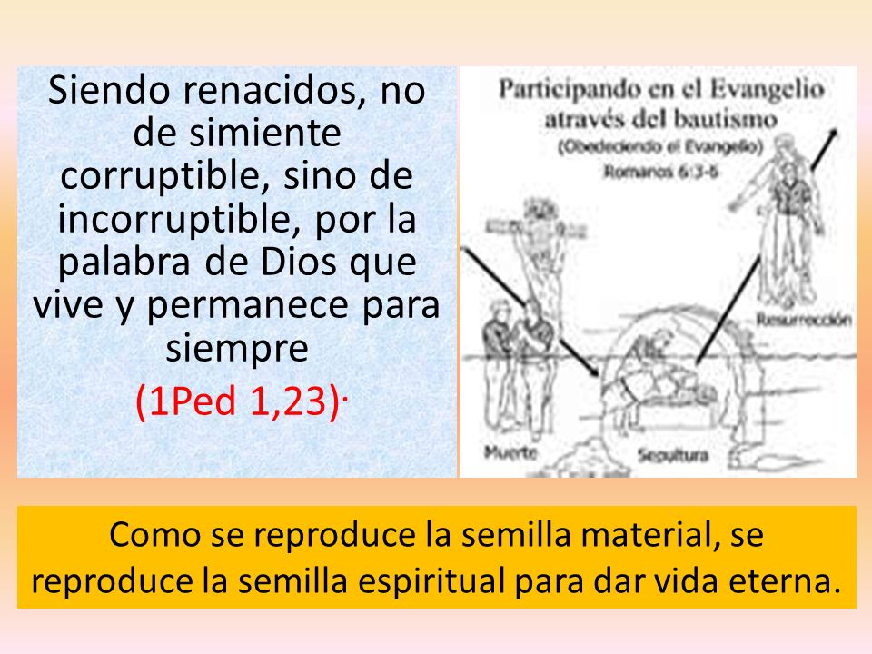 Siendo renacidos, no de simiente corruptible, sino de incorruptible, por la palabra de Dios que vive y permanece para siempre (1Ped 1,23).