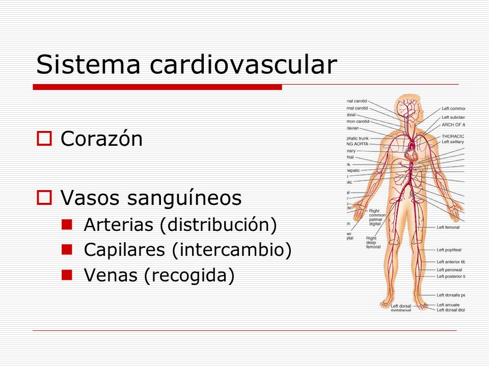 Sistema cardiovascular