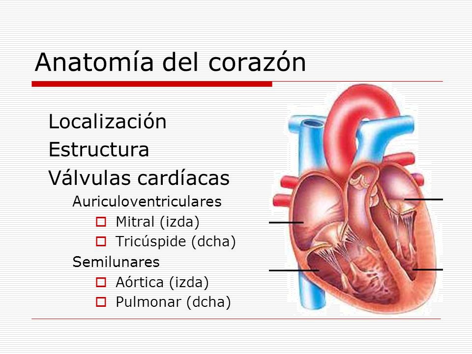 Anatomía del corazón Localización Estructura Válvulas cardíacas