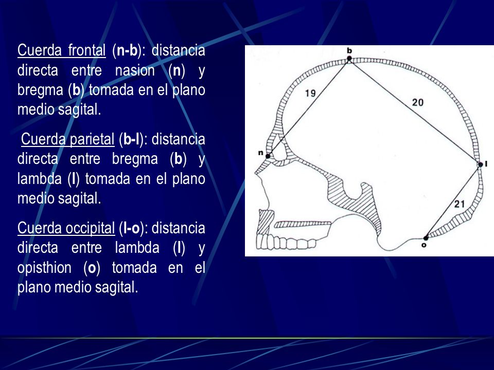 Cuerda frontal (n-b): distancia directa entre nasion (n) y bregma (b) tomada en el plano medio sagital.