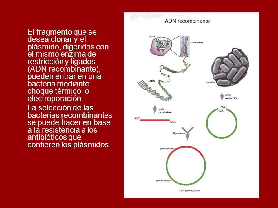 El fragmento que se desea clonar y el plásmido, digeridos con el mismo enzima de restricción y ligados (ADN recombinante), pueden entrar en una bacteria mediante choque térmico o electroporación.