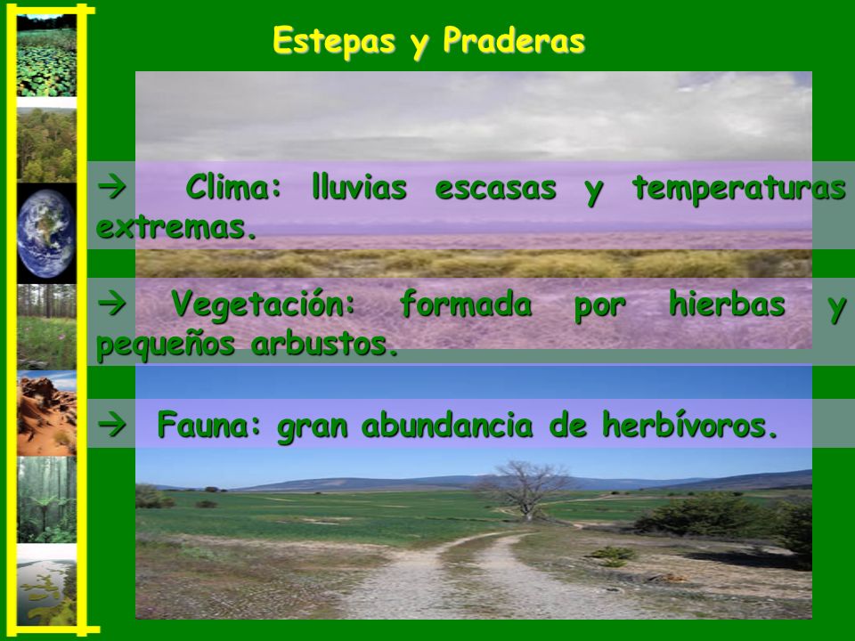Estepas y Praderas  Clima: lluvias escasas y temperaturas extremas.  Vegetación: formada por hierbas y pequeños arbustos.