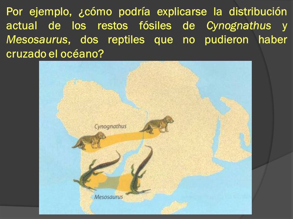 Por ejemplo, ¿cómo podría explicarse la distribución actual de los restos fósiles de Cynognathus y Mesosaurus, dos reptiles que no pudieron haber cruzado el océano
