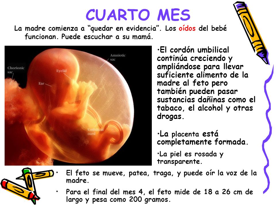 CUARTO MES La madre comienza a quedar en evidencia . Los oídos del bebé funcionan. Puede escuchar a su mamá.