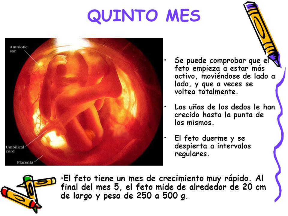 QUINTO MES Se puede comprobar que el feto empieza a estar más activo, moviéndose de lado a lado, y que a veces se voltea totalmente.
