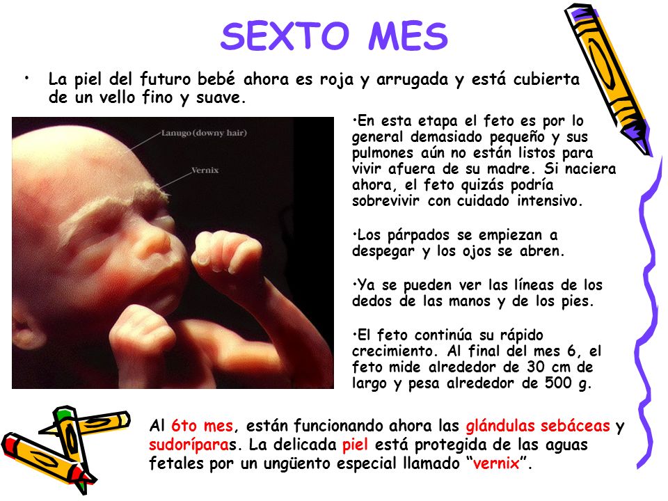 SEXTO MES La piel del futuro bebé ahora es roja y arrugada y está cubierta de un vello fino y suave.