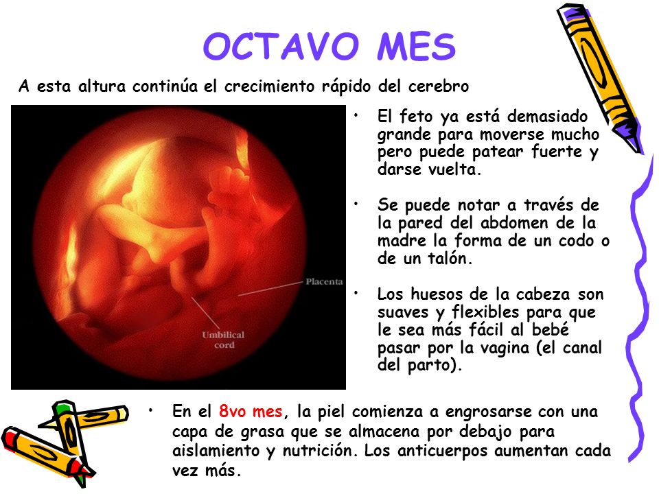 OCTAVO MES A esta altura continúa el crecimiento rápido del cerebro