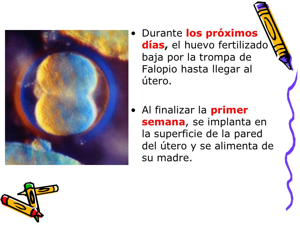 Durante los próximos días, el huevo fertilizado baja por la trompa de Falopio hasta llegar al útero.