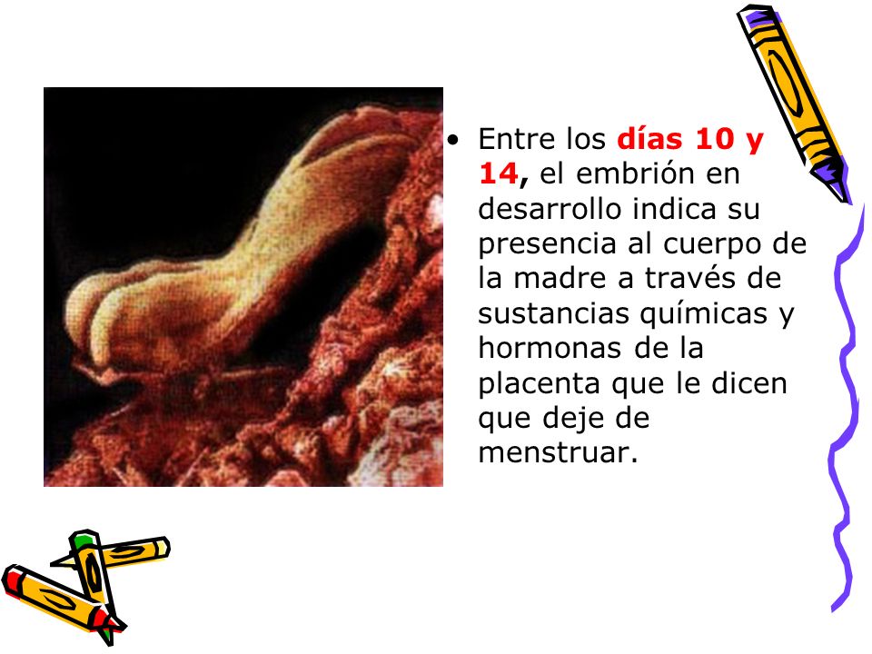 Entre los días 10 y 14, el embrión en desarrollo indica su presencia al cuerpo de la madre a través de sustancias químicas y hormonas de la placenta que le dicen que deje de menstruar.