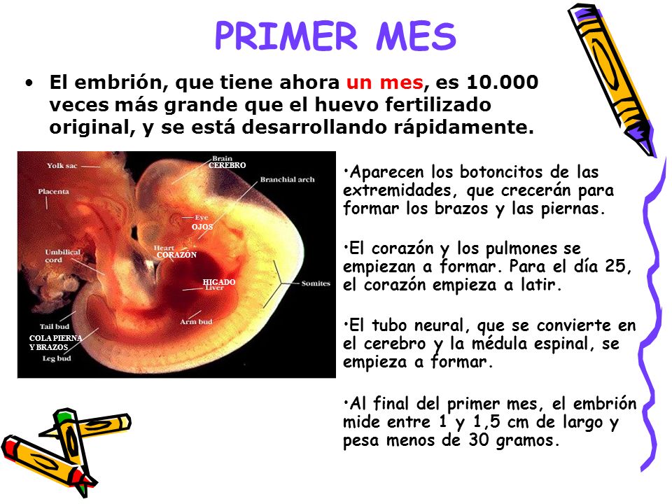 PRIMER MES El embrión, que tiene ahora un mes, es veces más grande que el huevo fertilizado original, y se está desarrollando rápidamente.