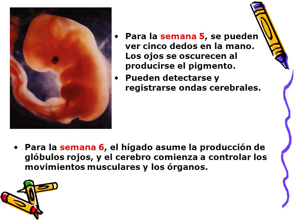 Para la semana 5, se pueden ver cinco dedos en la mano