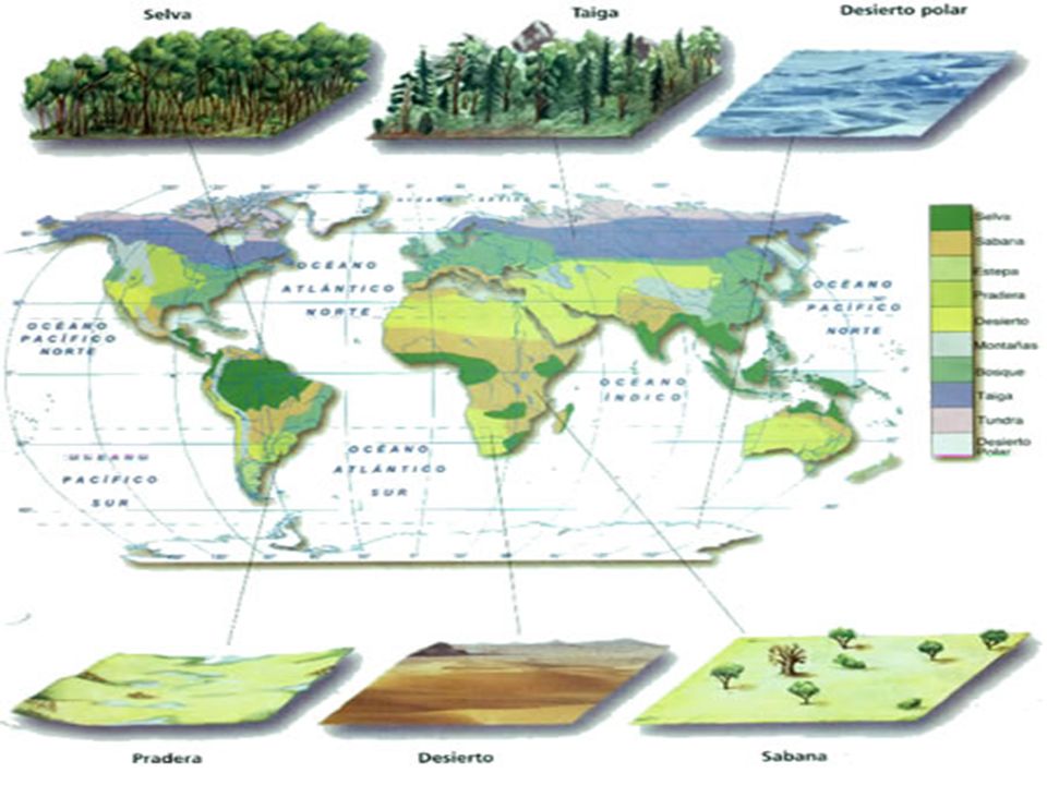 Ecosistemas terrestres