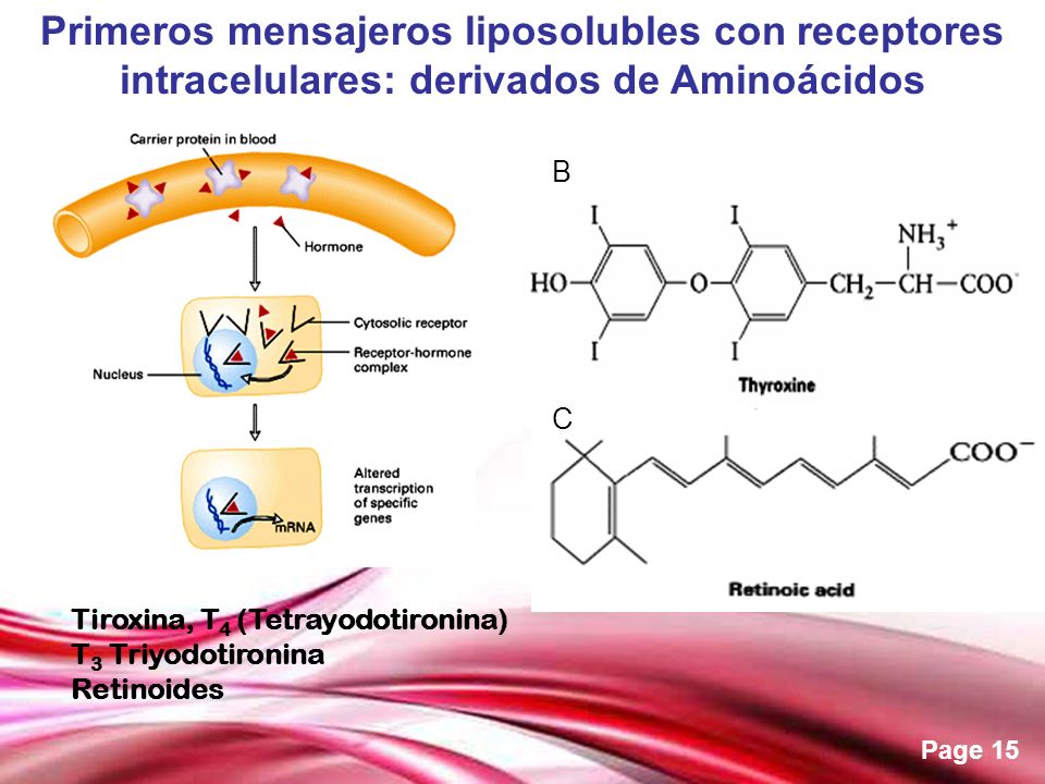 Primeros mensajeros liposolubles con receptores intracelulares: derivados de Aminoácidos