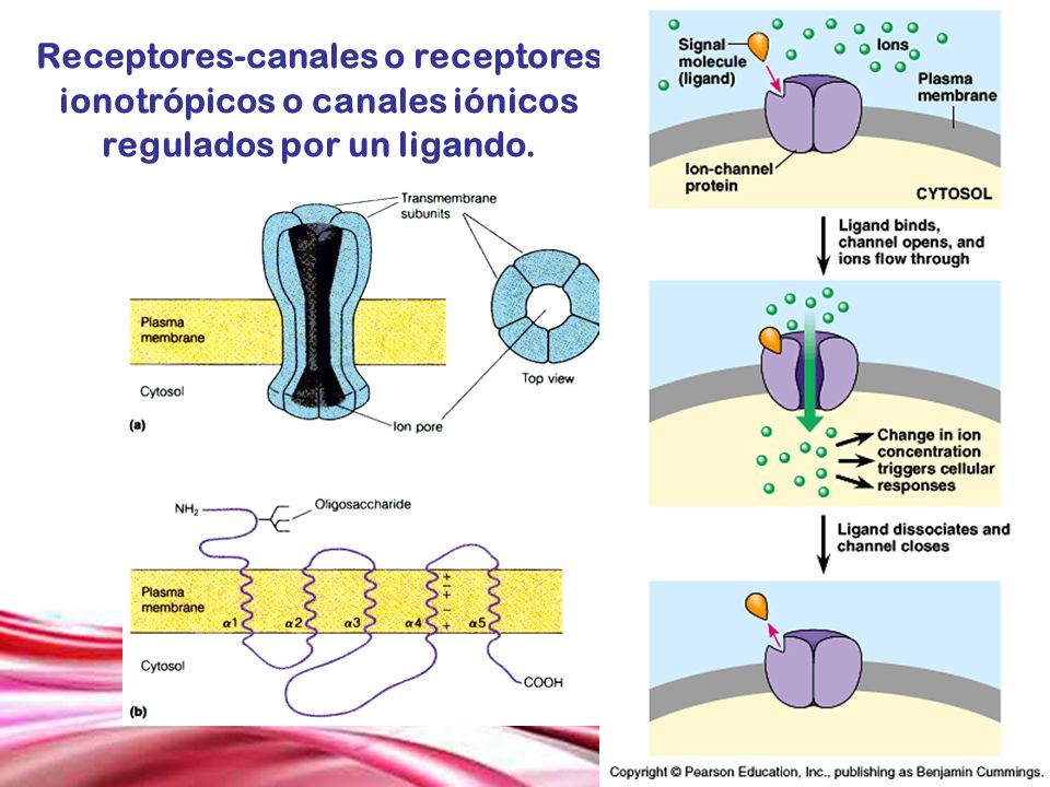 Receptores-canales o receptores ionotrópicos o canales iónicos regulados por un ligando.