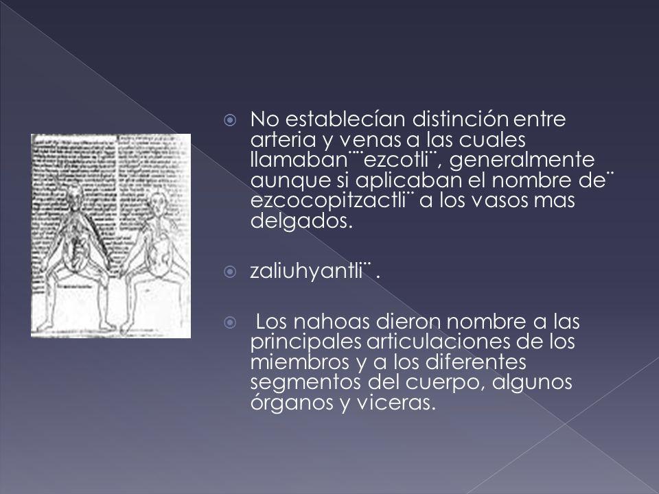 No establecían distinción entre arteria y venas a las cuales llamaban¨¨ezcotli¨, generalmente aunque si aplicaban el nombre de¨ ezcocopitzactli¨ a los vasos mas delgados.