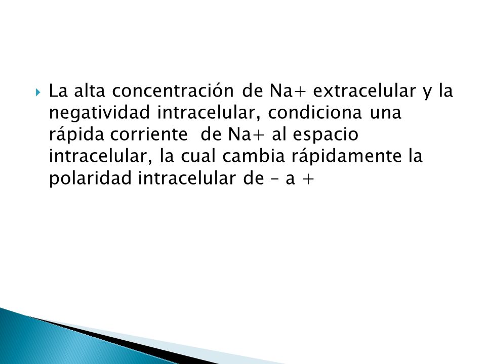 La alta concentración de Na+ extracelular y la negatividad intracelular, condiciona una rápida corriente de Na+ al espacio intracelular, la cual cambia rápidamente la polaridad intracelular de – a +