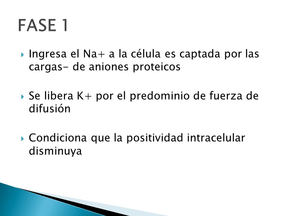 FASE 1 Ingresa el Na+ a la célula es captada por las cargas- de aniones proteicos. Se libera K+ por el predominio de fuerza de difusión.