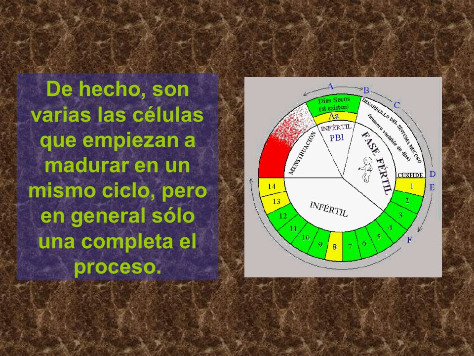 De hecho, son varias las células que empiezan a madurar en un mismo ciclo, pero en general sólo una completa el proceso.