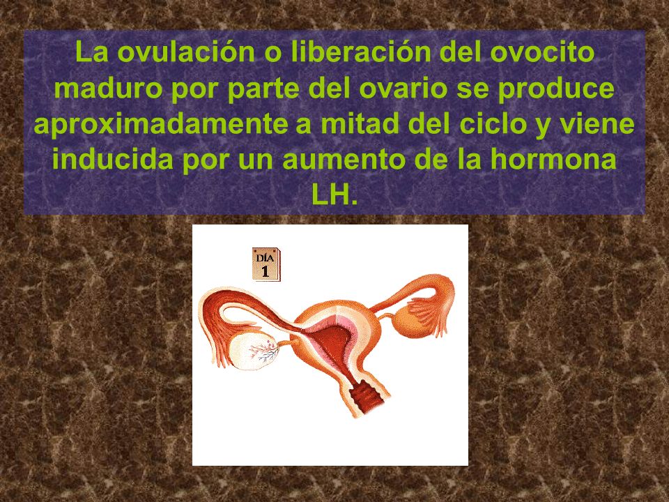 La ovulación o liberación del ovocito maduro por parte del ovario se produce aproximadamente a mitad del ciclo y viene inducida por un aumento de la hormona LH.