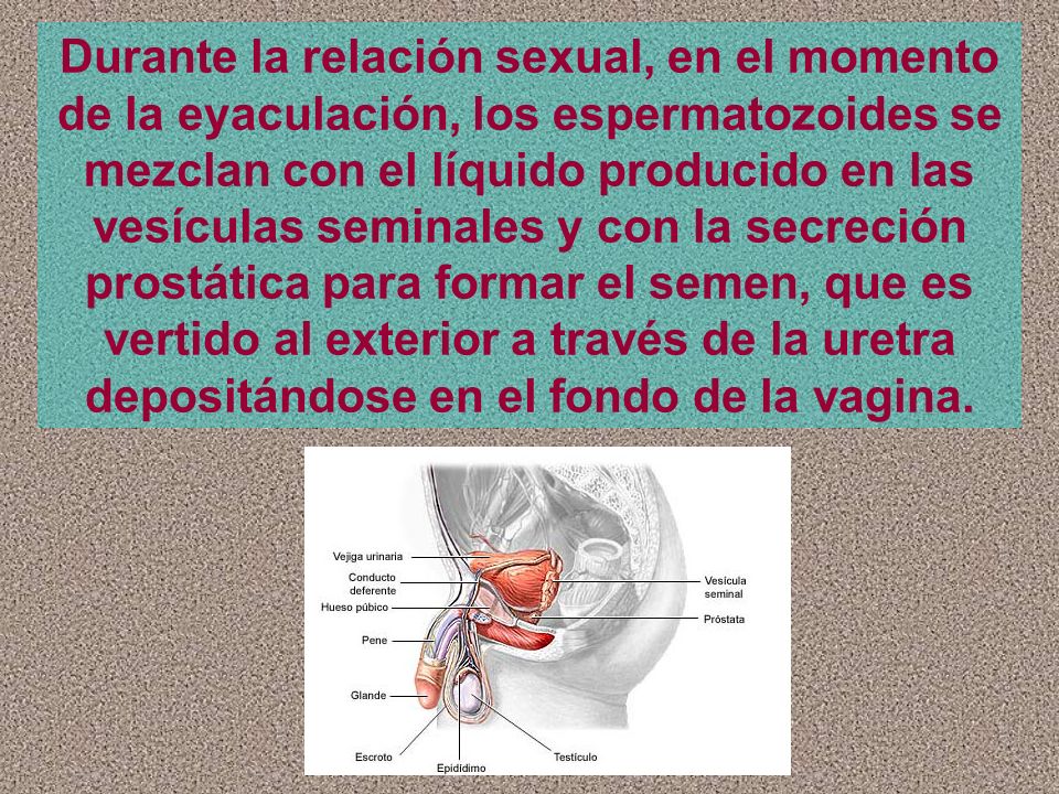 Durante la relación sexual, en el momento de la eyaculación, los espermatozoides se mezclan con el líquido producido en las vesículas seminales y con la secreción prostática para formar el semen, que es vertido al exterior a través de la uretra depositándose en el fondo de la vagina.