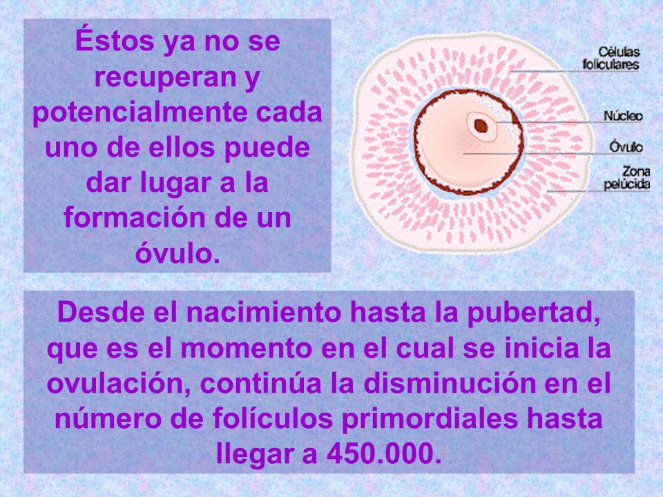 Éstos ya no se recuperan y potencialmente cada uno de ellos puede dar lugar a la formación de un óvulo.