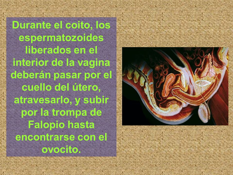 Durante el coito, los espermatozoides liberados en el interior de la vagina deberán pasar por el cuello del útero, atravesarlo, y subir por la trompa de Falopio hasta encontrarse con el ovocito.
