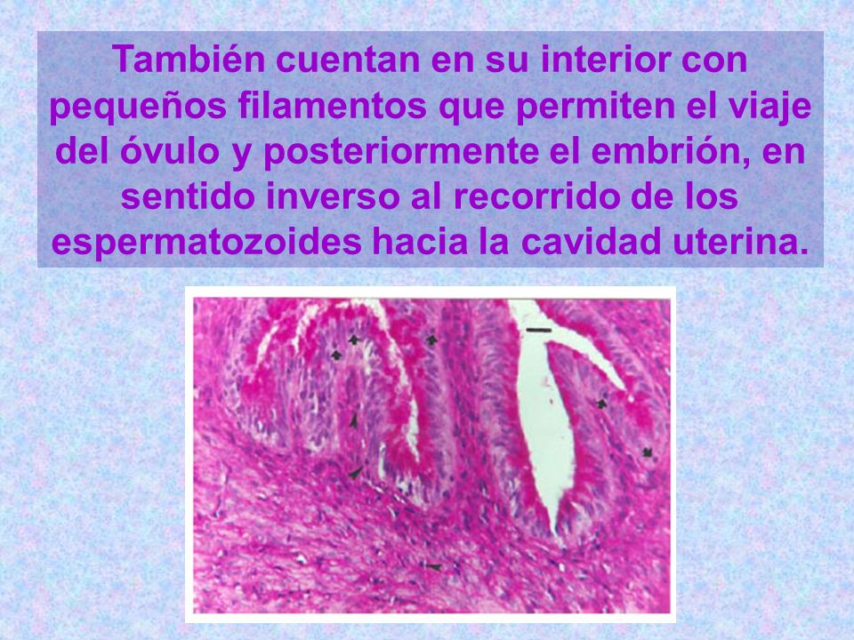 También cuentan en su interior con pequeños filamentos que permiten el viaje del óvulo y posteriormente el embrión, en sentido inverso al recorrido de los espermatozoides hacia la cavidad uterina.