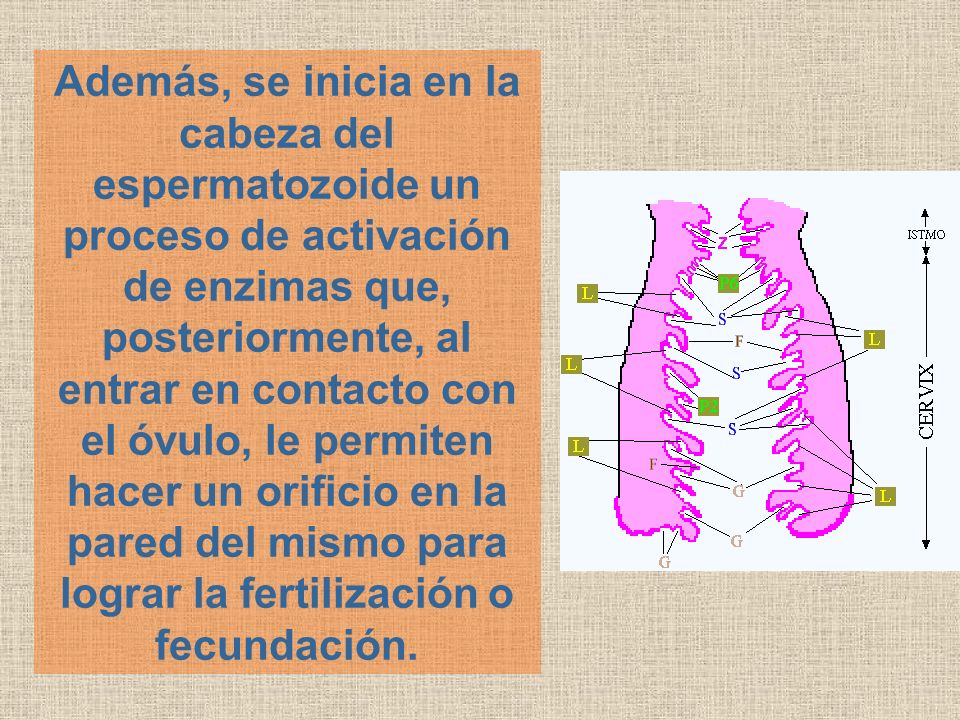 Además, se inicia en la cabeza del espermatozoide un proceso de activación de enzimas que, posteriormente, al entrar en contacto con el óvulo, le permiten hacer un orificio en la pared del mismo para lograr la fertilización o fecundación.