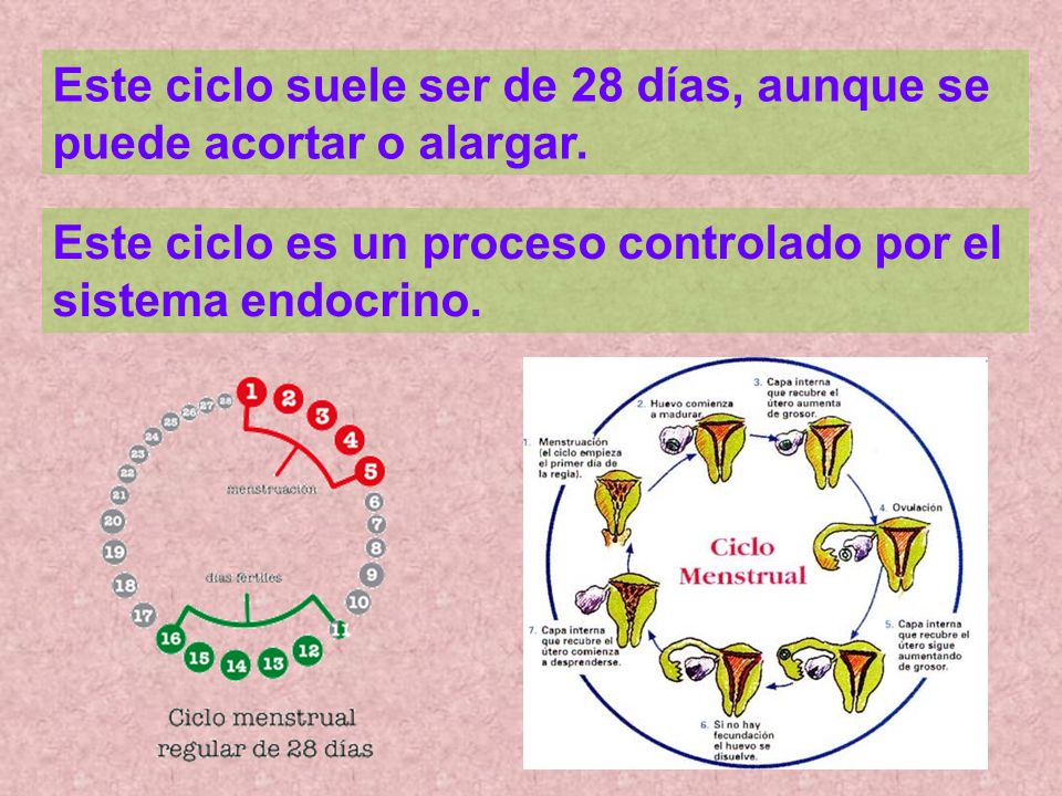 Este ciclo suele ser de 28 días, aunque se puede acortar o alargar.