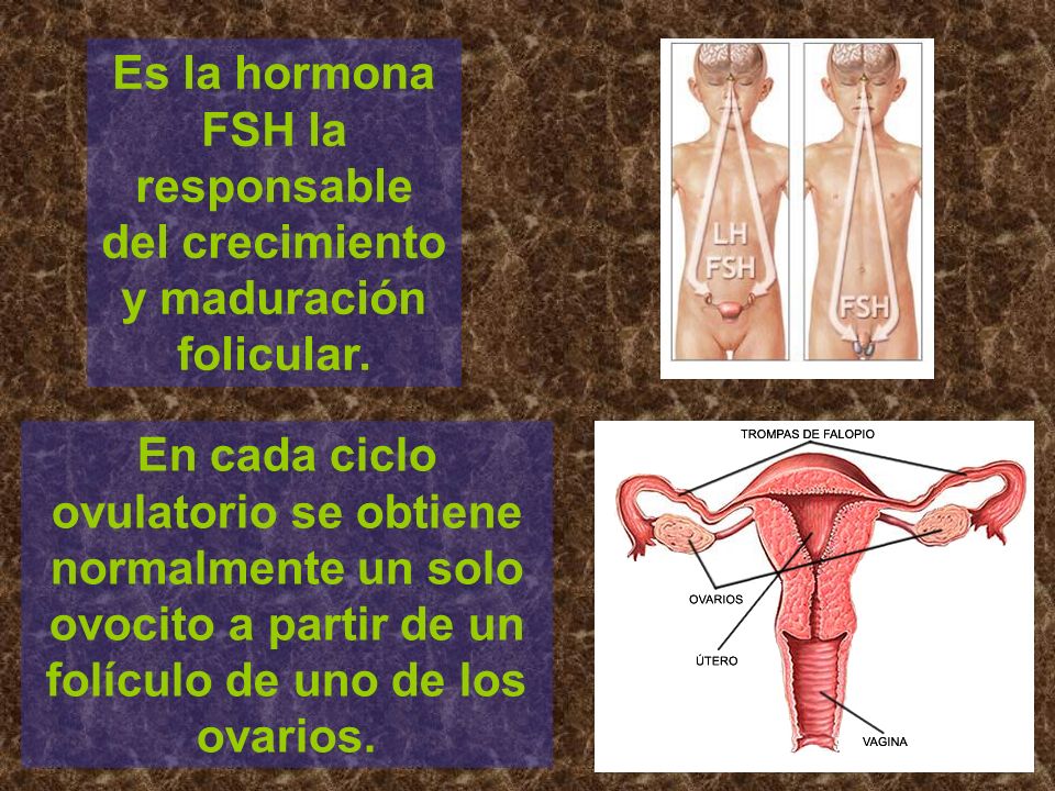 Es la hormona FSH la responsable del crecimiento y maduración folicular.