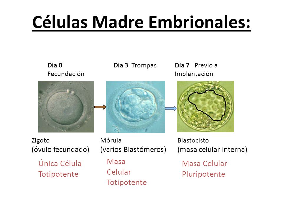 Células Madre Embrionales: