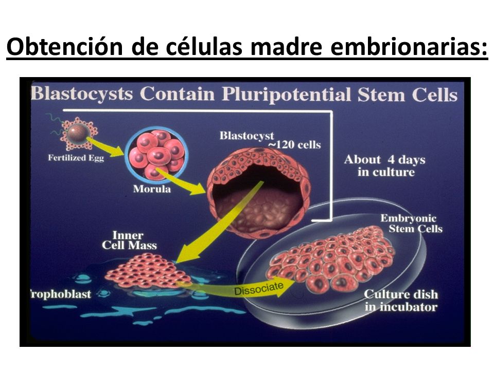 Obtención de células madre embrionarias: