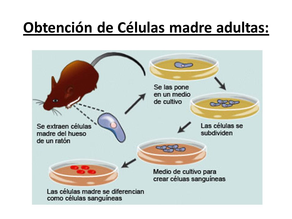 Obtención de Células madre adultas:
