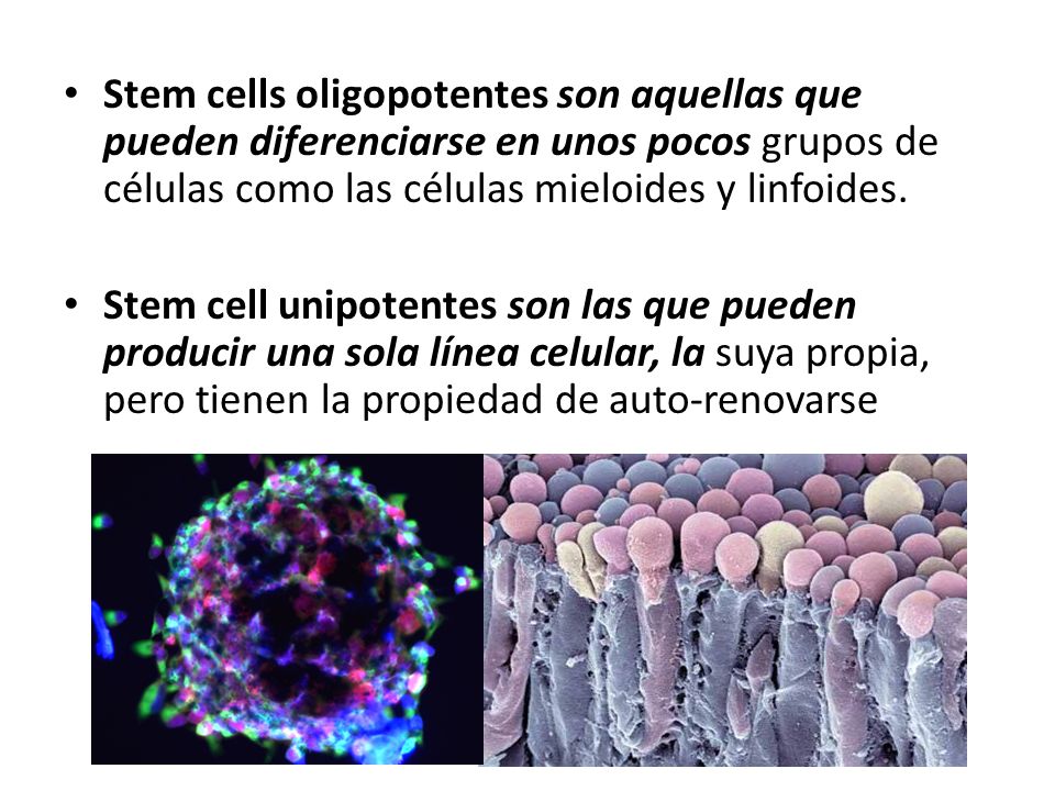 Stem cells oligopotentes son aquellas que pueden diferenciarse en unos pocos grupos de células como las células mieloides y linfoides.