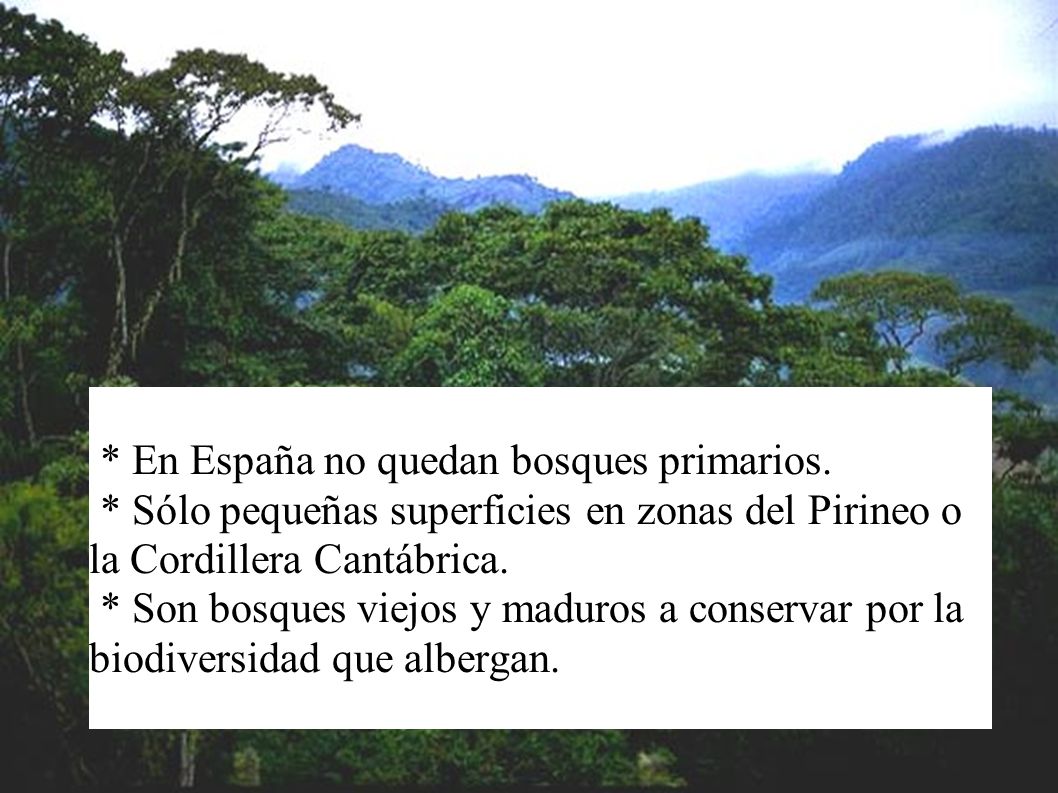 * En España no quedan bosques primarios.