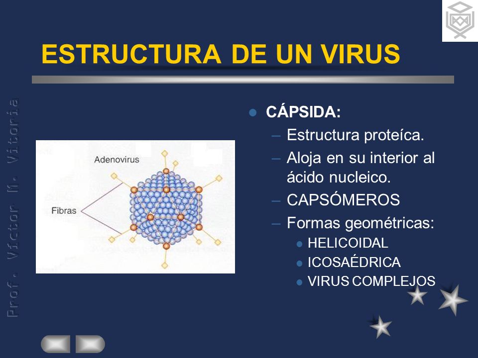 ESTRUCTURA DE UN VIRUS CÁPSIDA: Estructura proteíca.