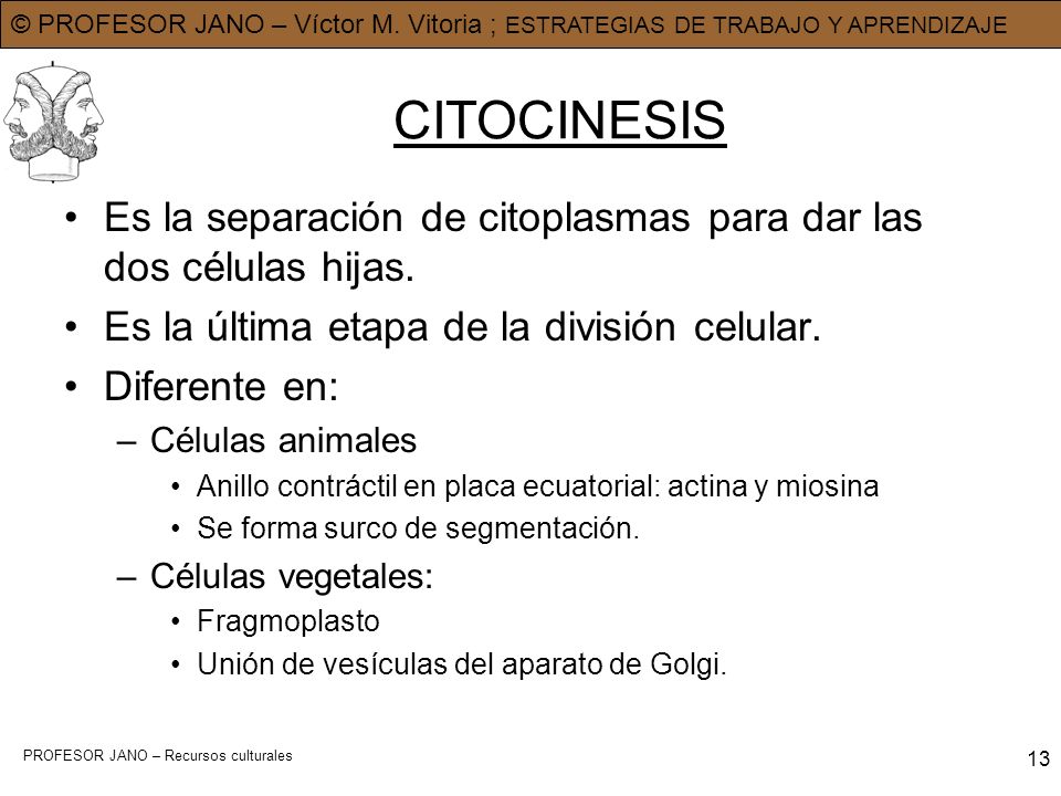 CITOCINESIS Es la separación de citoplasmas para dar las dos células hijas. Es la última etapa de la división celular.