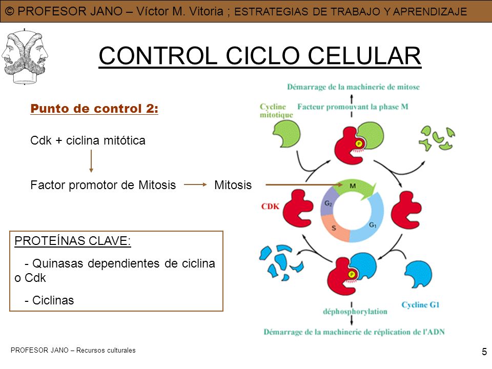 CONTROL CICLO CELULAR Punto de control 2: Cdk + ciclina mitótica