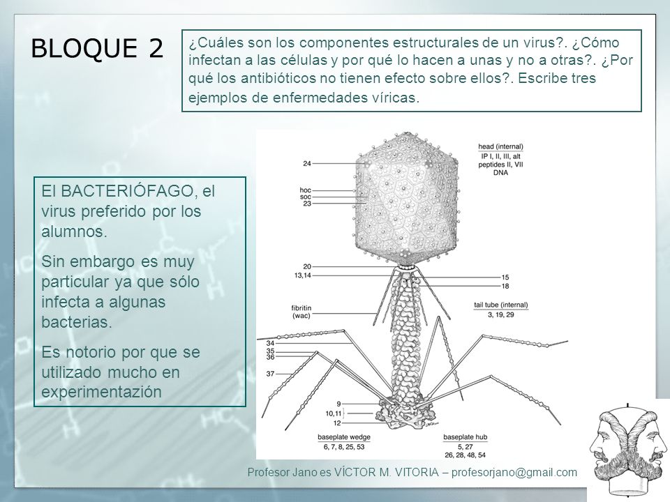 BLOQUE 2 El BACTERIÓFAGO, el virus preferido por los alumnos.