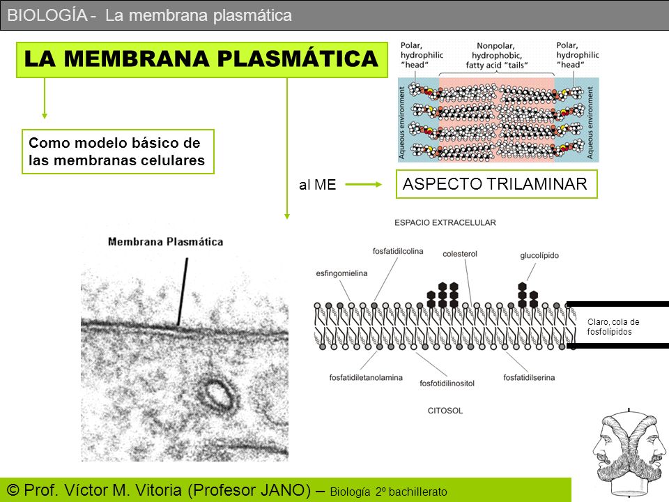 LA MEMBRANA PLASMÁTICA