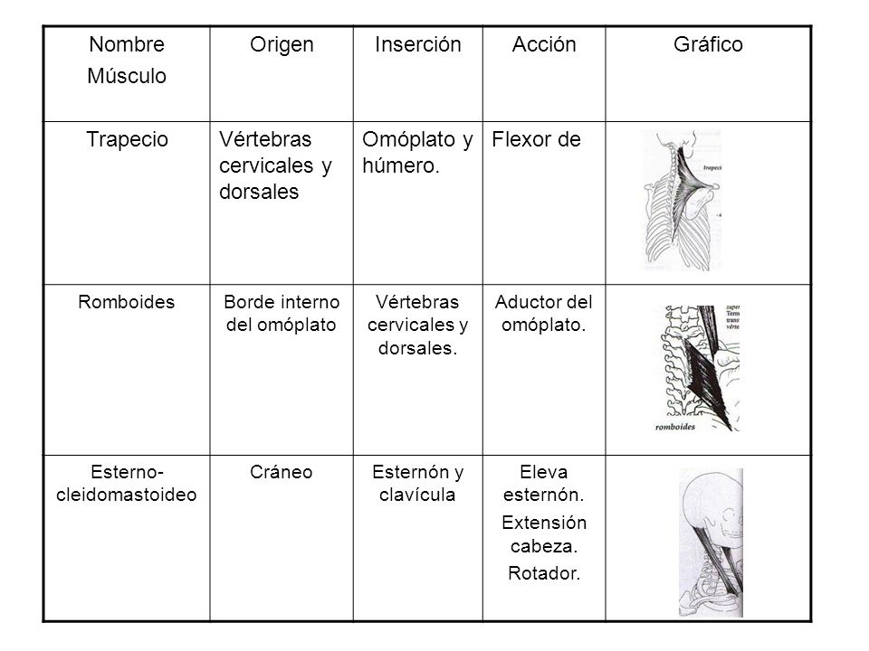Vértebras cervicales y dorsales Omóplato y húmero. Flexor de