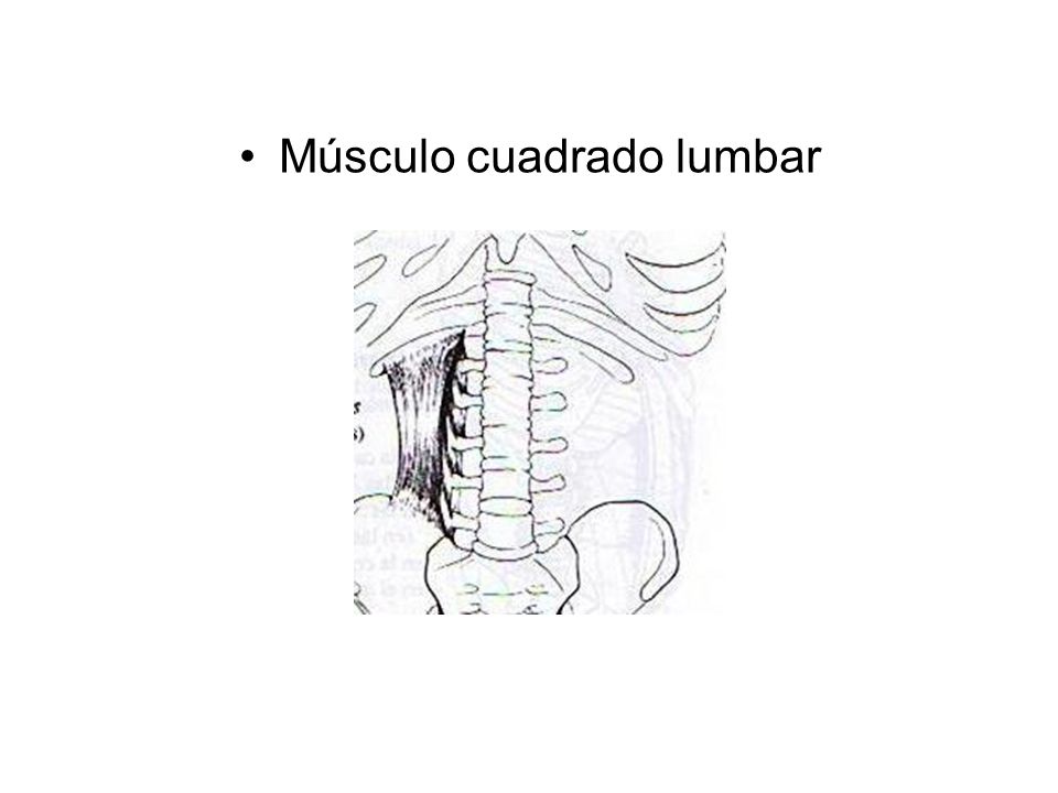 Músculo cuadrado lumbar