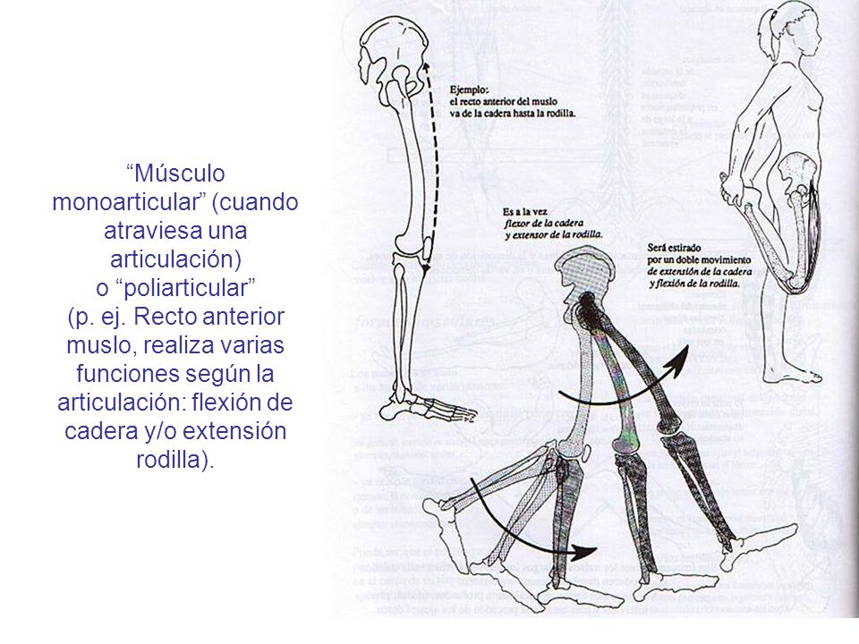 Músculo monoarticular (cuando atraviesa una articulación) o poliarticular (p.